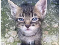 Gato raça SRD-ViraLata idade Abaixo de 2 meses nome Não tem nome.