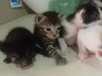 Gato raça SRD-ViraLata idade Abaixo de 2 meses nome Eles ainda nao tem nome 