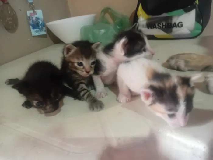 Gato raça SRD-ViraLata idade Abaixo de 2 meses nome Eles ainda nao tem nome 