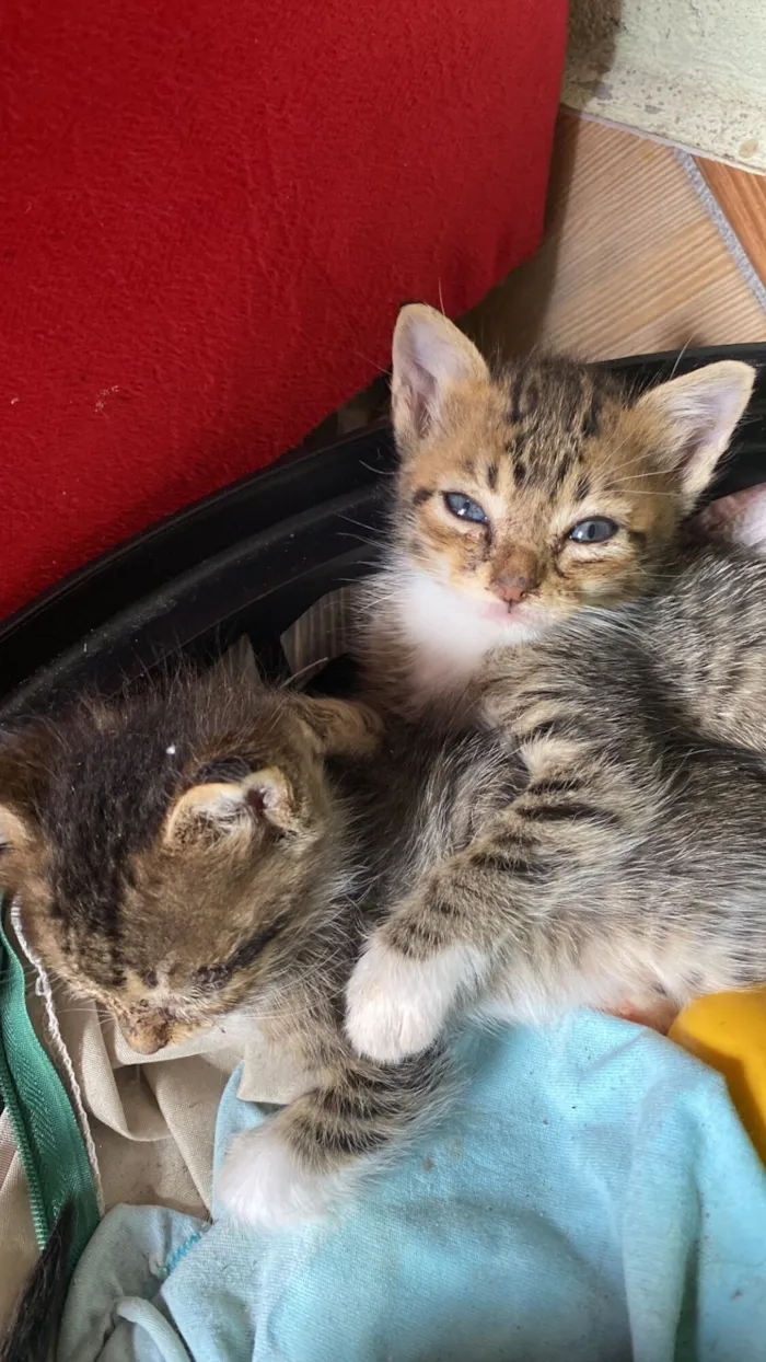 Gato raça SRD-ViraLata idade Abaixo de 2 meses nome Não tem nome