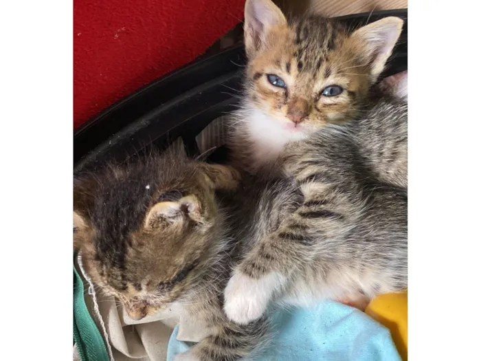 Gato raça SRD-ViraLata idade Abaixo de 2 meses nome Não tem nome