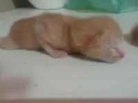 Gato raça SRD-ViraLata idade Abaixo de 2 meses nome Ainda nao tem nome 