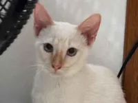 Gato raça SRD-ViraLata idade 2 a 6 meses nome Bart