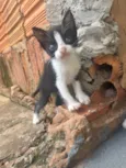 Gato raça SRD-ViraLata idade Abaixo de 2 meses nome Gatinhos