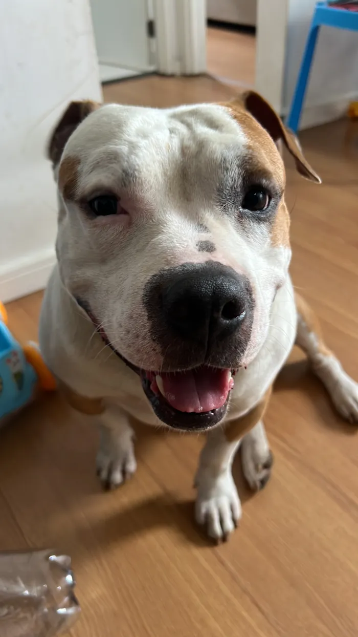 Cachorro raça Pit-Bull idade 3 anos nome Lebron