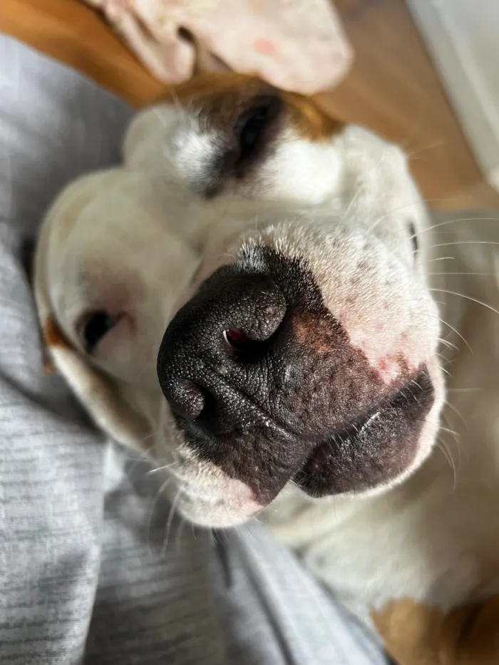 Cachorro raça Pit-Bull idade 3 anos nome Lebron