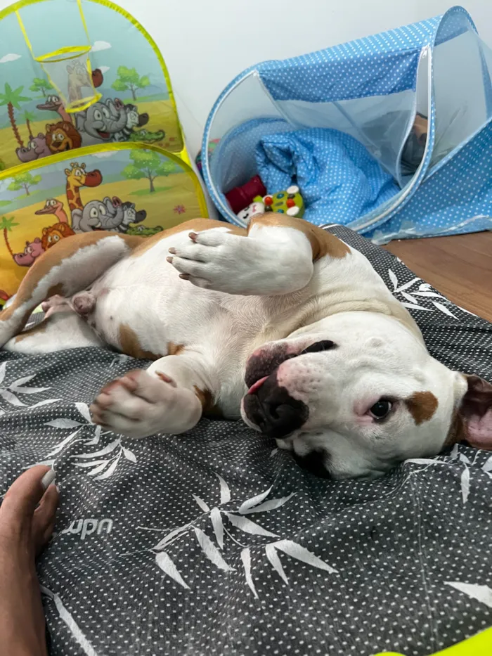 Cachorro raça Pit-Bull idade 3 anos nome Lebron