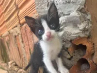Gato raça SRD-ViraLata idade Abaixo de 2 meses nome Gatinhos
