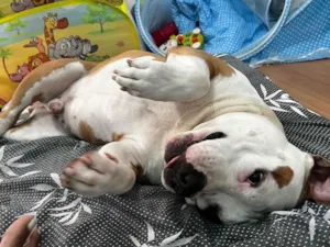 Cachorro raça Pit-Bull idade 3 anos nome Lebron