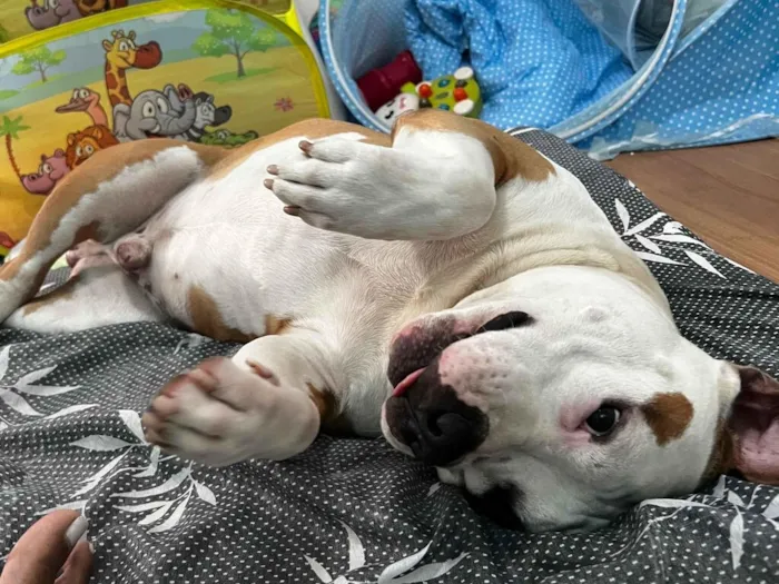 Cachorro raça Pit-Bull idade 3 anos nome Lebron