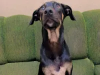 Cachorro raça SRD-ViraLata idade 7 a 11 meses nome Scarlety 