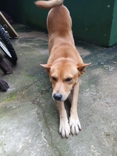 Cachorro raça SRD-ViraLata idade 5 anos nome Carla angelica 