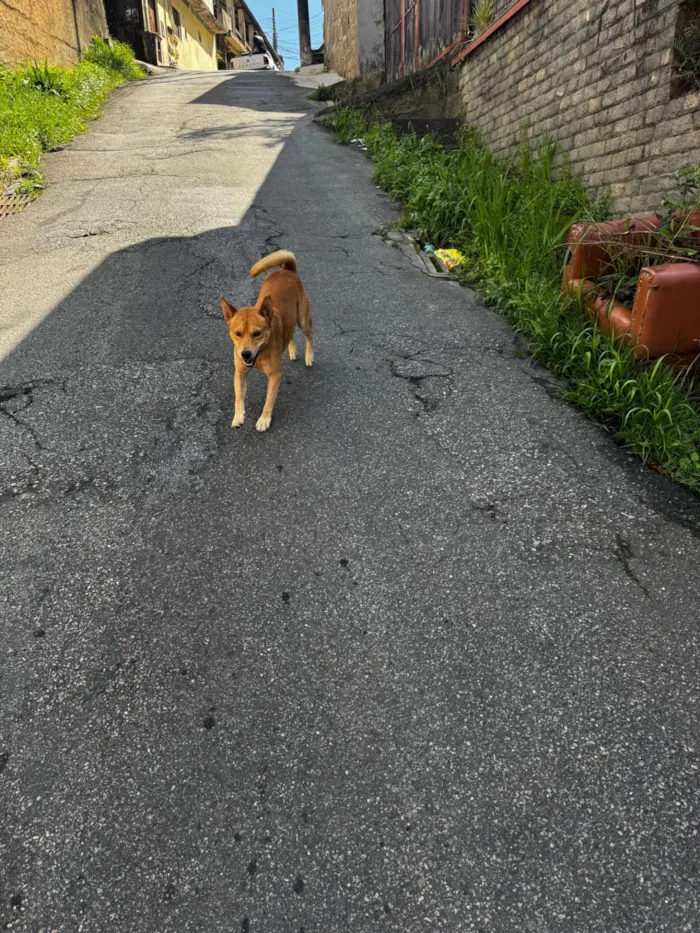 Cachorro raça SRD-ViraLata idade 5 anos nome Carla angelica 