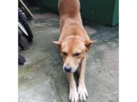 Cachorro raça SRD-ViraLata idade 4 anos nome Feioso 