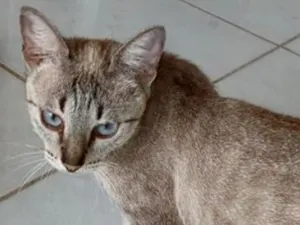 Gato raça SRD-ViraLata idade 2 anos nome Petisca