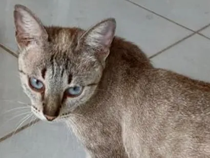 Gato raça SRD-ViraLata idade 2 anos nome Petisca