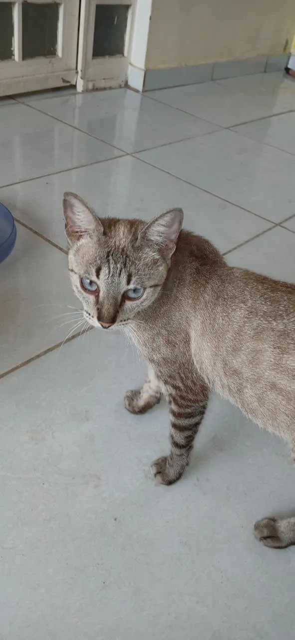 Gato raça SRD-ViraLata idade 2 anos nome Petisca