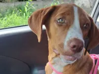 Cachorro raça SRD-ViraLata idade 7 a 11 meses nome Mayla