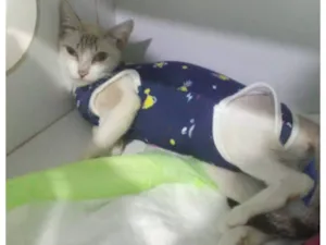 Gato raça SRD-ViraLata idade 1 ano nome Princesa