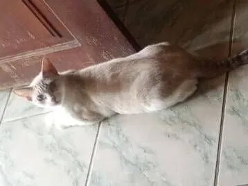 Gato raça SRD-ViraLata idade 1 ano nome Princesa