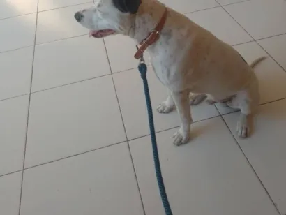 Cachorro raça Pit-Bull idade 2 a 6 meses nome Branco