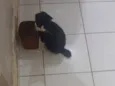 Gato raça SRD-ViraLata idade 1 ano nome Zé 