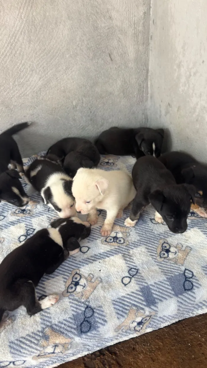 Cachorro raça SRD-ViraLata idade Abaixo de 2 meses nome Doa-se cachorrinhos