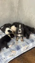 Cachorro raça SRD-ViraLata idade Abaixo de 2 meses nome Doa-se cachorrinhos