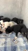 Cachorro raça SRD-ViraLata idade Abaixo de 2 meses nome Doa-se cachorrinhos