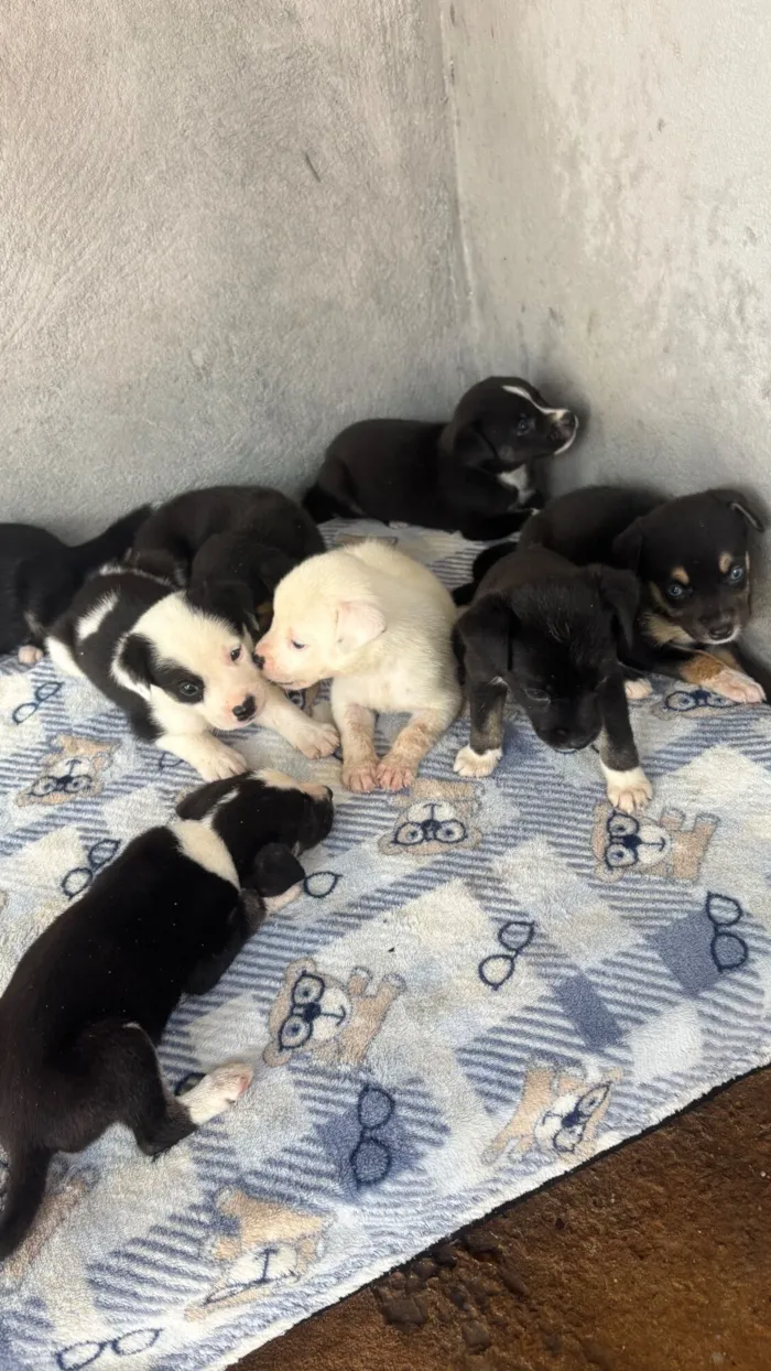 Cachorro raça SRD-ViraLata idade Abaixo de 2 meses nome Doa-se cachorrinhos