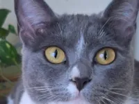 Gato raça SRD-ViraLata idade 1 ano nome Nina