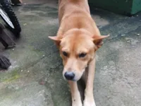 Cachorro raça SRD-ViraLata idade 5 anos nome Carla angelica 