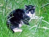 Gato raça SRD-ViraLata idade 1 ano nome Zé 