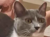 Gato raça SRD-ViraLata idade 1 ano nome Nina