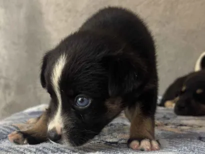 Cachorro raça SRD-ViraLata idade Abaixo de 2 meses nome Doa-se cachorrinhos