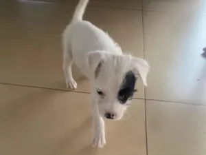 Cachorro raça Shitzu idade 2 a 6 meses nome Mel