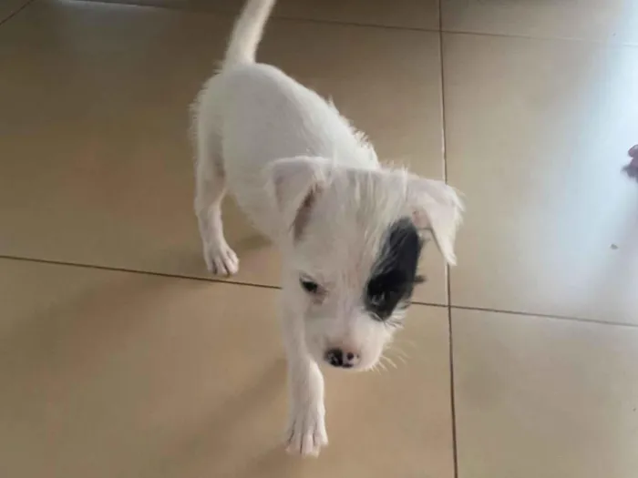 Cachorro raça Shitzu idade 2 a 6 meses nome Mel