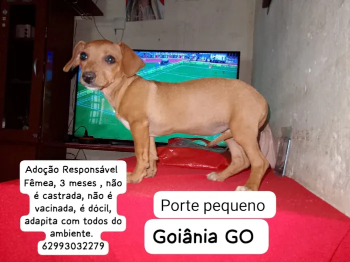 Cachorro raça SRD-ViraLata idade 2 a 6 meses nome Mariane Santos 