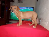 Cachorro raça SRD-ViraLata idade 2 a 6 meses nome Chorona 