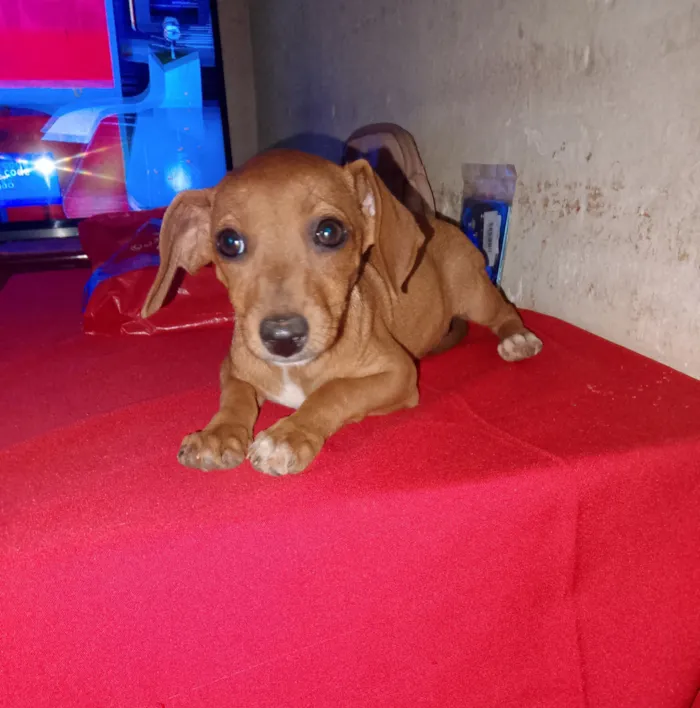 Cachorro raça SRD-ViraLata idade 2 a 6 meses nome Chorona 