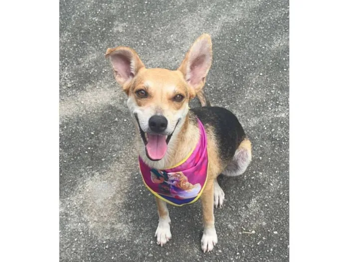 Cachorro raça SRD-ViraLata idade 1 ano nome Leona