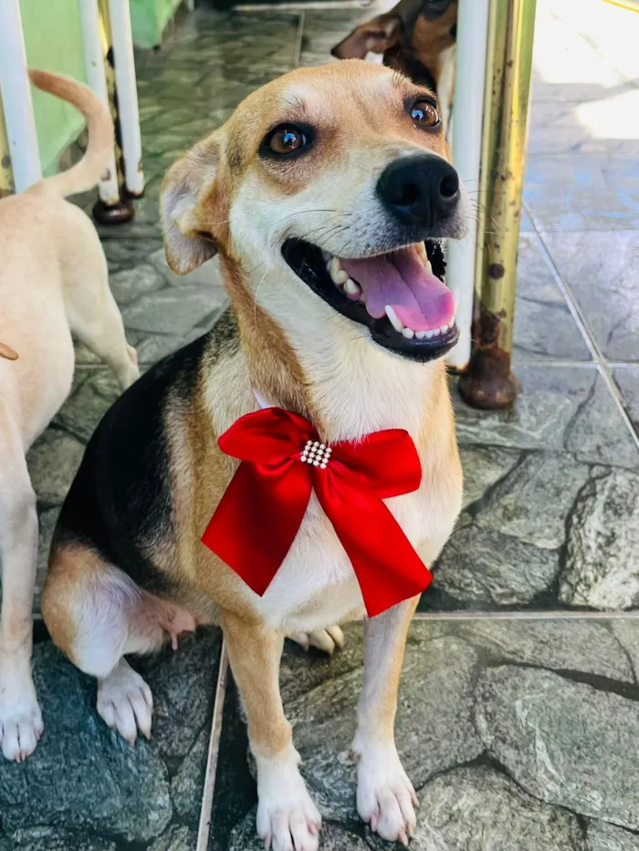 Cachorro raça SRD-ViraLata idade 1 ano nome Leona