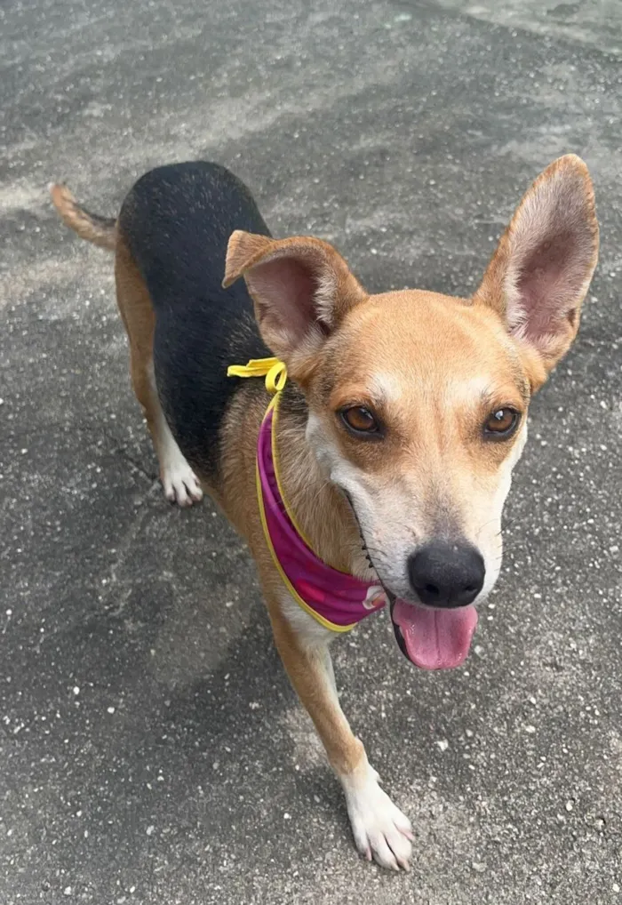 Cachorro raça SRD-ViraLata idade 1 ano nome Leona