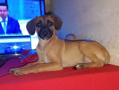 Cachorro raça SRD-ViraLata idade 2 a 6 meses nome Pâmela 