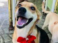 Cachorro raça SRD-ViraLata idade 1 ano nome Leona