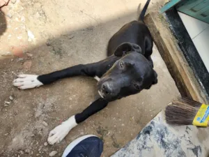 Cachorro raça SRD-ViraLata idade 2 a 6 meses nome Sem nome