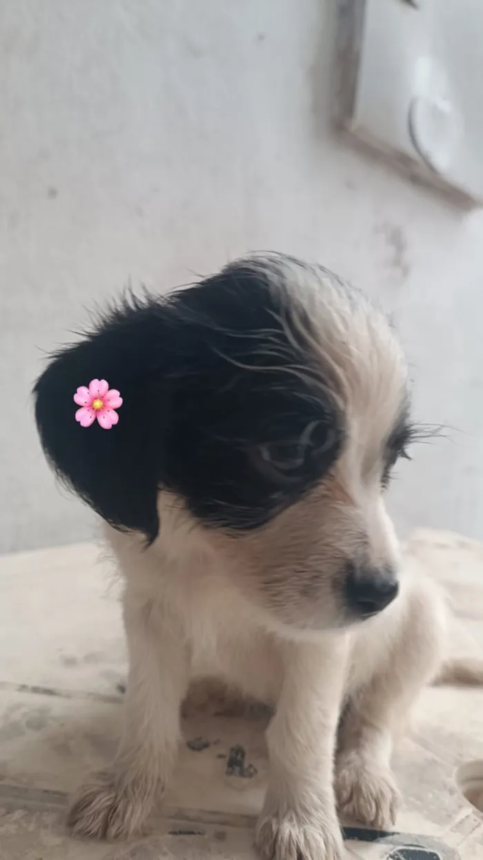 Cachorro raça SRD-ViraLata idade Abaixo de 2 meses nome Amora