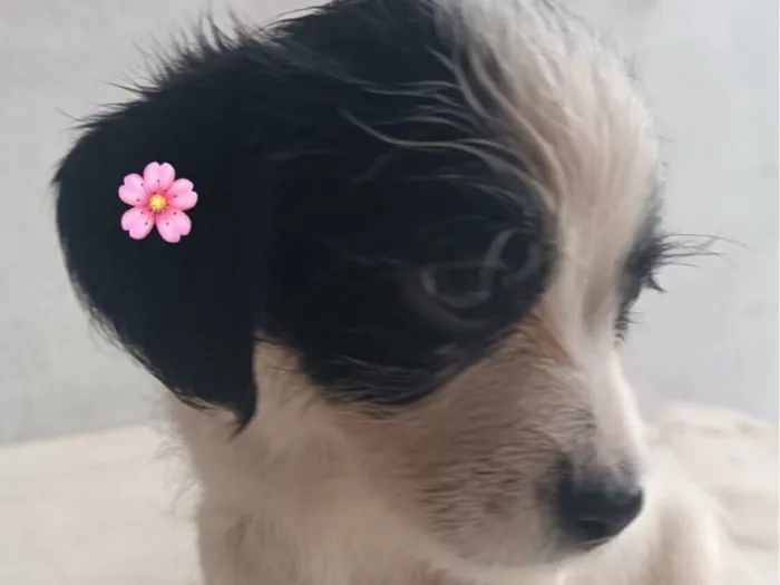 Cachorro raça SRD-ViraLata idade Abaixo de 2 meses nome Amora