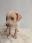 Cachorro raça SRD-ViraLata idade Abaixo de 2 meses nome Luke