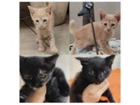 Gato raça SRD-ViraLata idade 2 a 6 meses nome Gatinhos